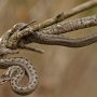 užovka hladká (Coronella austriaca)